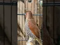 Download Lagu Scaly breasted munia bird singing 016 #klubkicau #birdsinging
