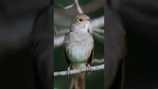 نغمة موبايل روعة تغريد كناري ج ــ ـمـيـ ل 