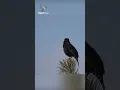 SUARA BURUNG BLACKBIRD #shorts