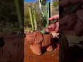 Download Lagu Growing cactus seeds, 3 years later! #cactus #cactuslover #cactusseeds