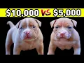 What Breeders Don t Tell You About American Bully Puppies