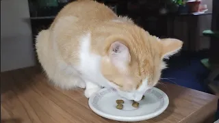 Peaches Eating Crunchy Snacks
