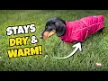 The Perfect Winter Jacket for Mini Dachshunds No More Exposed Bellies