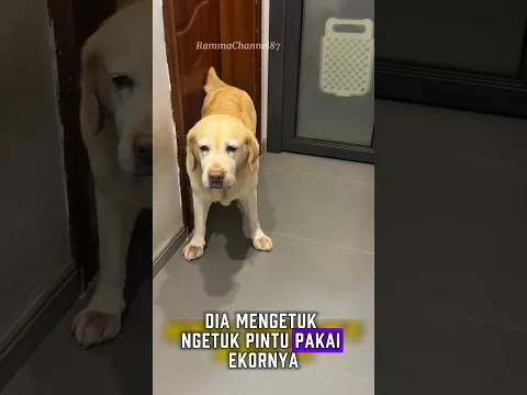 Anjing Ini Mengetuk Pintu Dengan Ekornya! Untuk Menagih Janji#shorts#animals