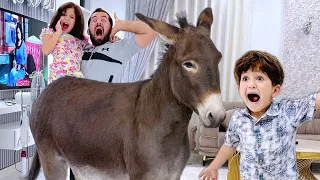 لما ابنك الصغير يجيب حمار على البيت    دندنها