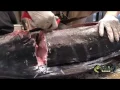 How To Fillet A Big Fish 115 lb Striped Marlin