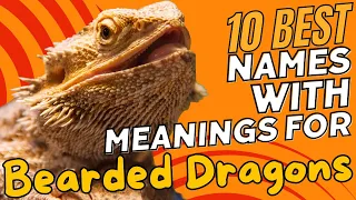 10 Best Names with Meanings for Bearded Dragons