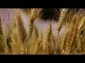 Download Lagu B1000000000395201 arom7860 8727 HD We Will Marry 1