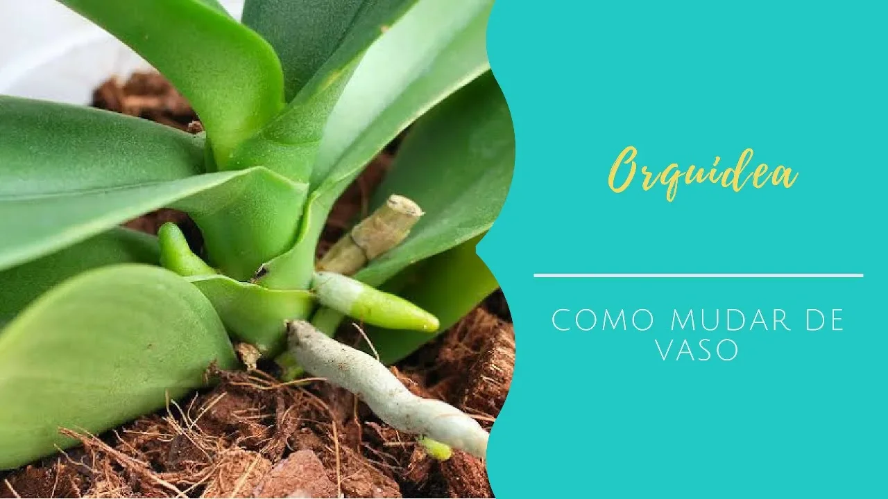 COMO MUDAR A ORQUIDEA PHALAENOPSIS DE VASO