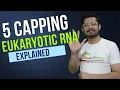 5 prime capping of mrna eukaryotic mRNA capping eukaryotic rna processing