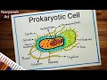 Prokaryotic Cell diagram drawing easy and step by step How to draw and label Prokaryotic Cell