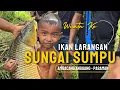 Download Lagu Journey to Ambacang Anggang Witnessing Pasaman's Annual Forbidden Fish Harvest in Sumpu River