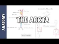 Clinical Anatomy - The Aorta sections and branches coarctation dissection and aneurysm