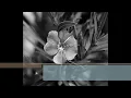 Naranjo en flor - con letras. Enrique Rodriguez