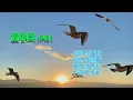 望春風  手語/蔡水武  演唱/翁倩玉