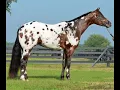 ApHC Tutorial Photographing your Appaloosa Horse