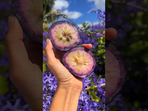 Fresh Raw Figs to a Powerful Traditional Sweet – An Ancient Recipe 🌿 🫐 || #minivlog