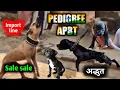 Pedigree Import line APBT Puppies for sale import line American pitbull terrier