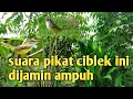 Download Lagu suara pikat ciblek ribut ampuh - hitungan menit ciblek liar pada ngumpul mengerubungi suara pemikat