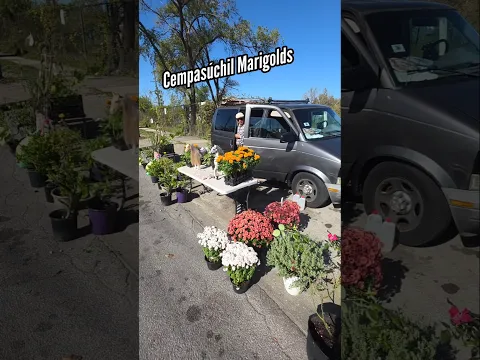 Explaining Cempasúchil Marigolds in Cicero, Illinois