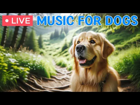 Download MP3 🔴 Dog Music🎵Calming Music for Dogs｜Anti Separation anxiety Relief - Best Dog Sleeping video