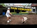 Lagu NEMU LAGI SAPI KERDIL! KALI INI ADA DI KEBUMEN!