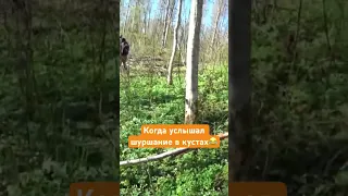 Частушки от косолапого рыба форель форелеваярыбалка рыбалка Fishing медведь лес дичь 