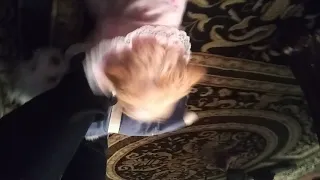 Chubby hairy puppy s