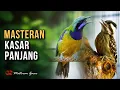 Lagu MASTERAN KASAR CUCAK CUNGKOK VS PELATUK SAMPIT / BERAS COCOK UNTUK ISIAN MURAI BATU MUDA HUTAN