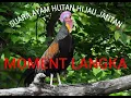 SUARA AYAM HUTAN HIJAU JANTAN DI ALAM LIAR