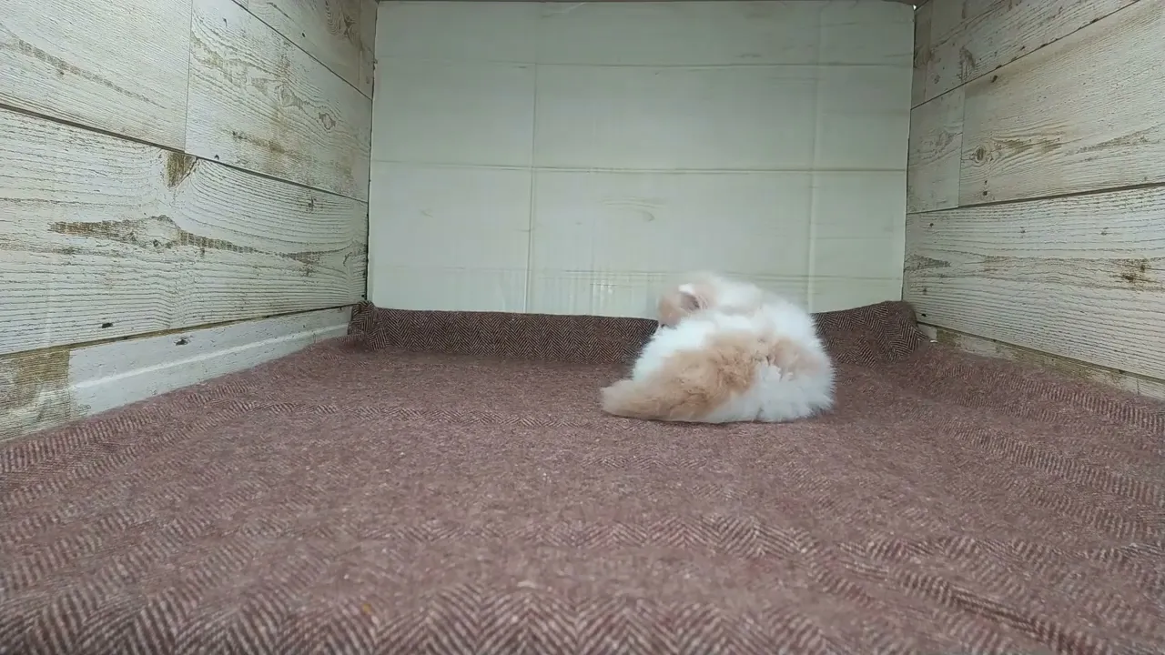 動画