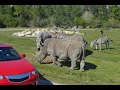 Lion Country Safari - Florida s Largest Drive-through Safari Park