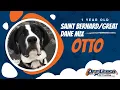 1 Year Old Saint Dane Mix Otto Large Breed Puppy Training Off Leash Obedience