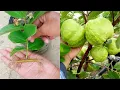 Download Lagu how to Growing guava to get more fruit in a short time 100%