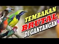 Download Lagu MASTERAN FULL TEMBAKAN KASAR TAJAM TEMBAK PANJANG 100% AUTO GACOR