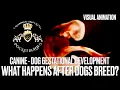 What Happens After Dogs Breed Puppies in Womb Dog Gestational Development Conception - Puppy Birth