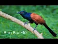 Download Lagu Tiếng Chim Bìm Bịp Mồi Chuẩn MP3 Gọi Bạn Tình - File bìm bịp mồi chuẩn mới nhất #bimbip
