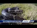 Annual python challenge aims to reduce Everglades species