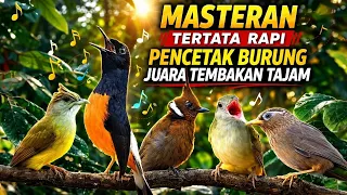 masteran tertata rapi pencetak burung juara tembakan tajam bikin gacor