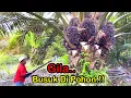 Download Lagu INILAH AKIBATNYA PANEN SAWIT ROTASI 3 MINGGU.!