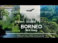 Download Lagu SUARA HUTAN | SUARA ALAM | SUARA BURUNG | SUARA HUTAN KALIMANTAN - NATURE BRID SOUND (100% Natural)