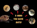 5 Definitive Signs You Have Bats