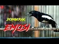 KACER GACOR DONGKRAK EMOSI, PANCINGAN CEPAT BONGKAR ISIAN