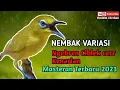 Download Lagu MASTERAN TERBARU 2023||PLECI NEMBAK VARIASI NGEBREN CIBLEK GUNUNG CERR KENARIAN