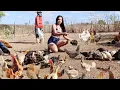 Download Lagu VEJA MEU GRANDE CRIATÓRIO DE GALINHAS CAIPIRA NO SITIO