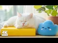 Download Lagu Kalmerende pianomuziek voor katten ♬ Kalmeer uw angstige kat onmiddellijk met spinnende geluiden