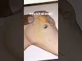 Making a cow BRAIN