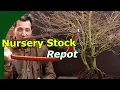 Download Lagu Japanese Maple Repot (Nursery to Bonsai Training)