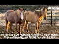 Introducing BLM Mustang s Harmony Piper Horses Rescued from Stroud OK Kill Pen March 2024