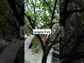 Download Lagu Langka Fruit. #gardening #backyardgardening